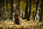 sitting Labrador Retriever