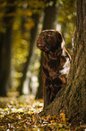 sitting Labrador Retriever