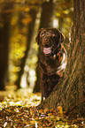 sitting Labrador Retriever