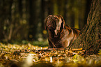 lying Labrador Retriever