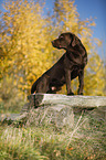 standing Labrador Retriever