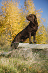 standing Labrador Retriever