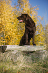 standing Labrador Retriever