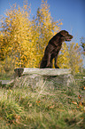 standing Labrador Retriever