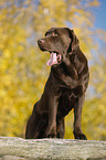 standing Labrador Retriever