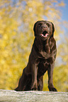 standing Labrador Retriever