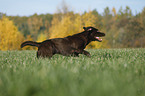 running Labrador Retriever