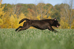 running Labrador Retriever