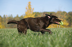 running Labrador Retriever