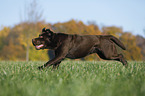 running Labrador Retriever