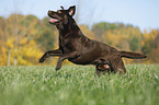 running Labrador Retriever