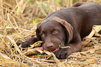 Labrador Retriever Puppy