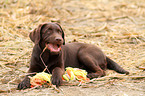 Labrador Retriever Puppy