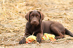 Labrador Retriever Puppy