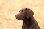 Labrador Retriever Puppy