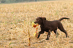 Labrador Retriever Puppy