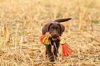 Labrador Retriever Puppy