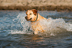 splashing Labrador Retriever