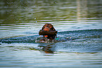 swimming Labrador Retriever