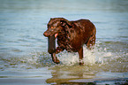 running Labrador Retriever