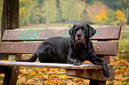 lying Labrador Retriever