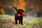 Labrador Retriever Puppy