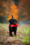 Labrador Retriever Puppy