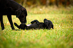 Labrador Retriever Puppy