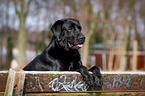 Labrador Retriever