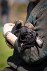 Labrador Retriever Puppy