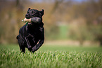 Labrador Retriever with dummy