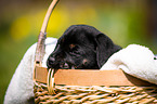 Labrador Puppy in the basket