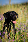 Labrador Retriever Portrait