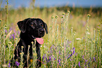 Labrador Retriever Portrait