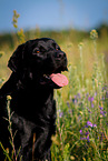 Labrador Retriever Portrait