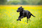 young Labrador Retriever