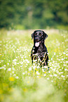 sitting Labrador Retriever