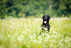 sitting Labrador Retriever