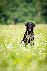 sitting Labrador Retriever