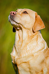 Labrador Retriever Portrait