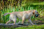 trotting Labrador Retriever