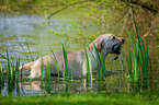 Labrador Retriever at the water