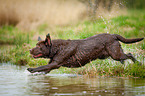 Labrador Retriever at the water