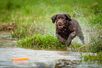 Labrador Retriever at the water