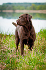 standing Labrador Retriever