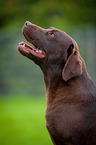 Labrador Retriever Portrait