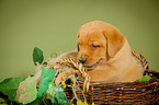 Labrador Retriever Puppy