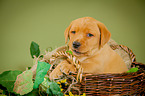 Labrador Retriever Puppy