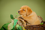 Labrador Retriever Puppy