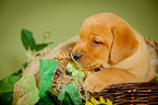 Labrador Retriever Puppy